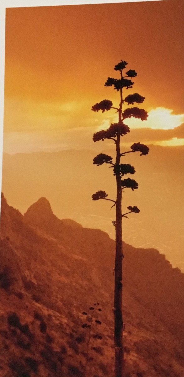 Silhouetted Agave  by Dominic AZ Bonuccelli 