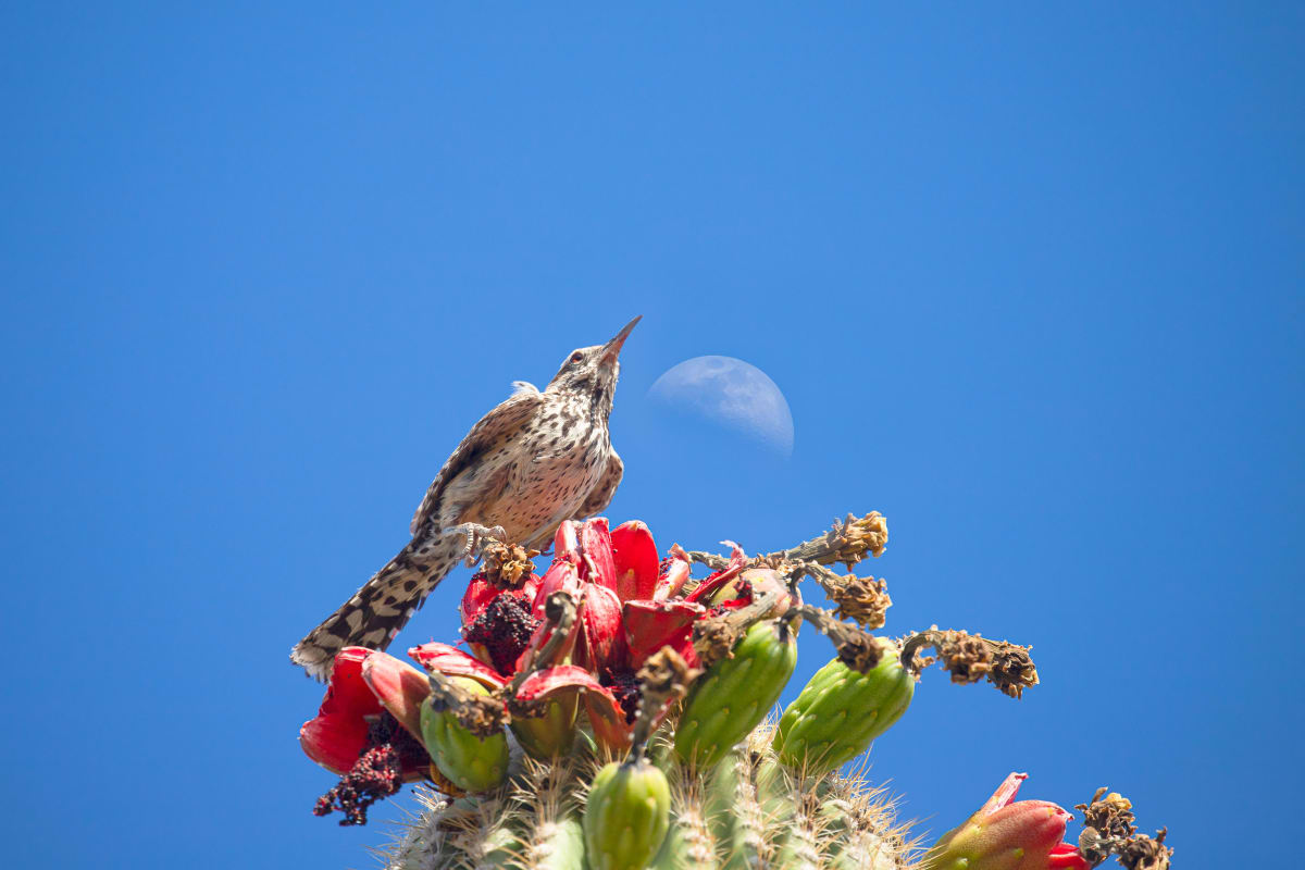 Cactus Wren and Moon by BG Boyd 