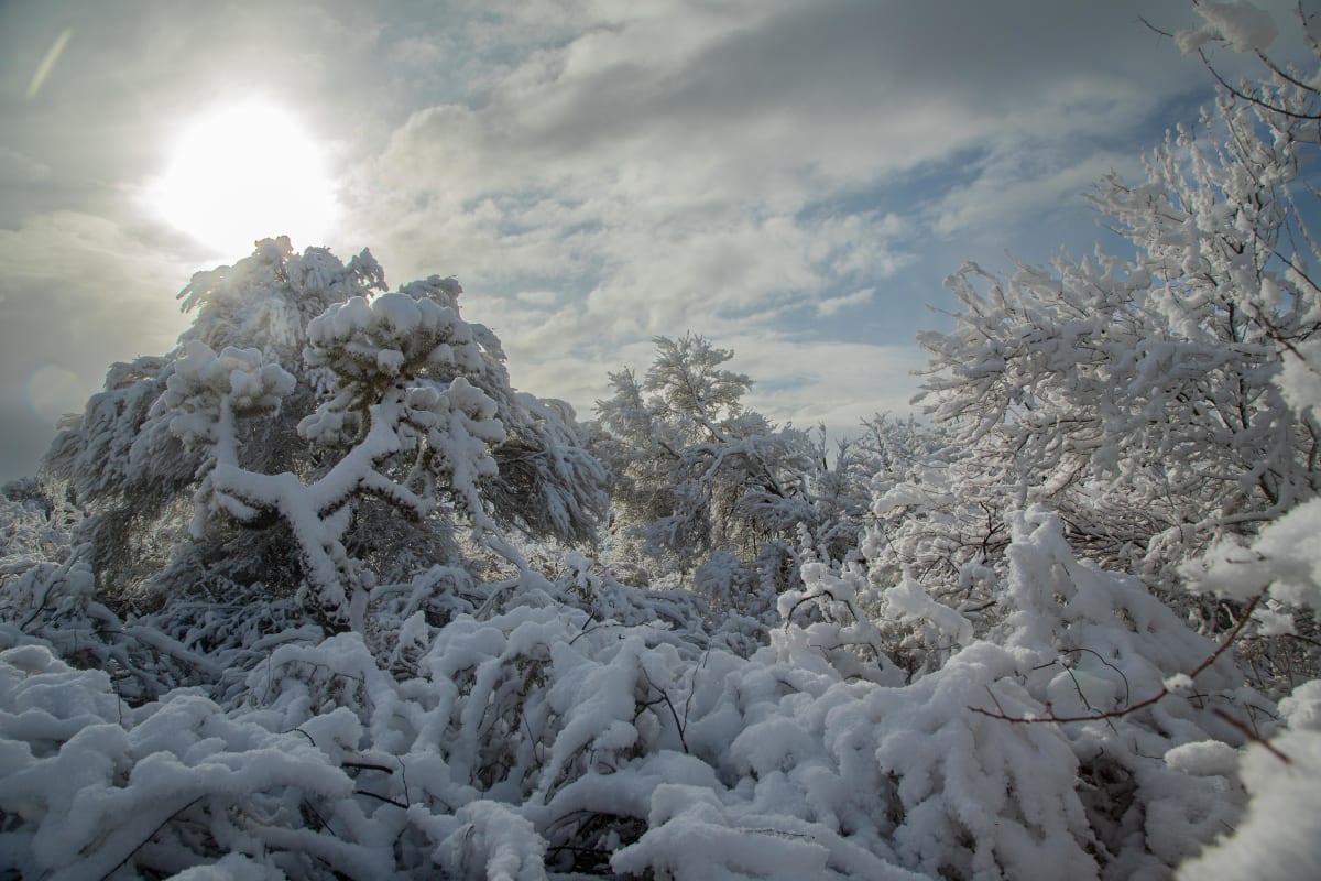 Sun Glow behind Snow Covered Cacti by BG Boyd 