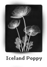 Iceland Poppy by Dr. André J. Bruwer 