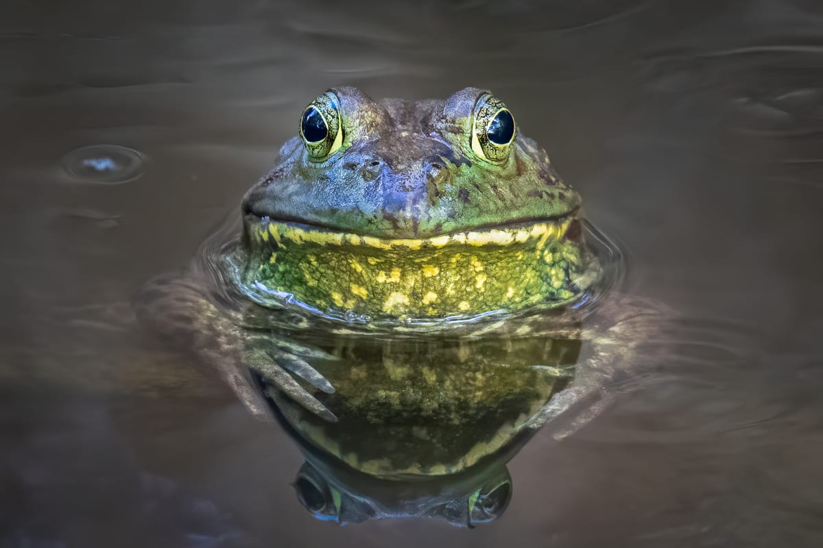 Chiricahua Leopard Frog by James Capo 