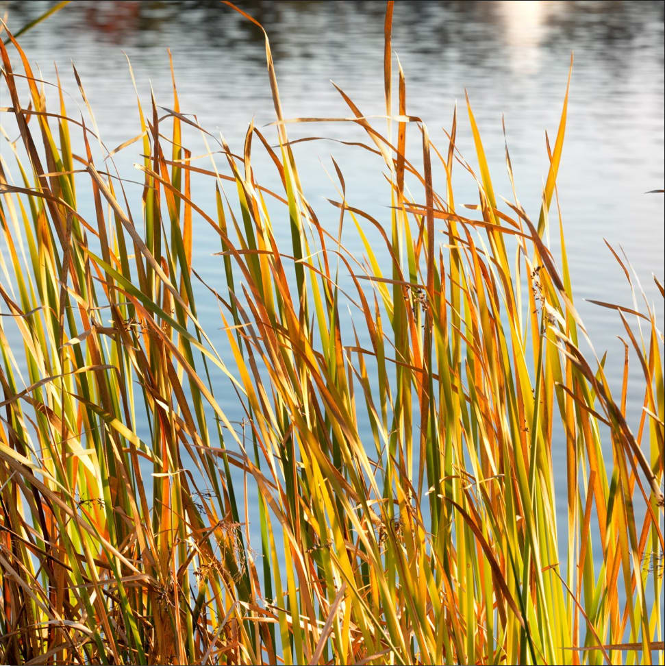 Reeds at Payson Lake by Rhonda Royse 