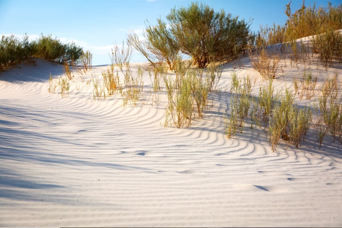 White Sands by Rhonda Royse 