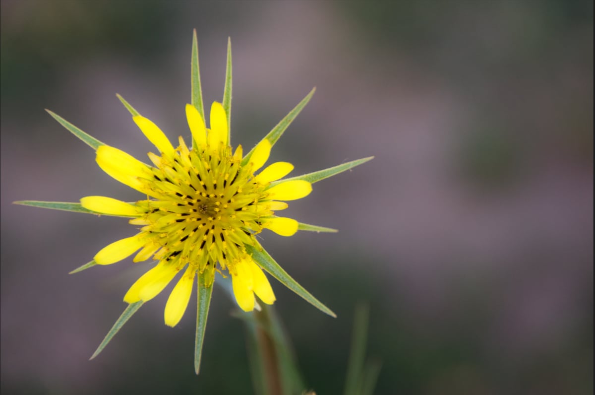 Yellow Salsify, Crested Butte, CO by Kathy Krucker 