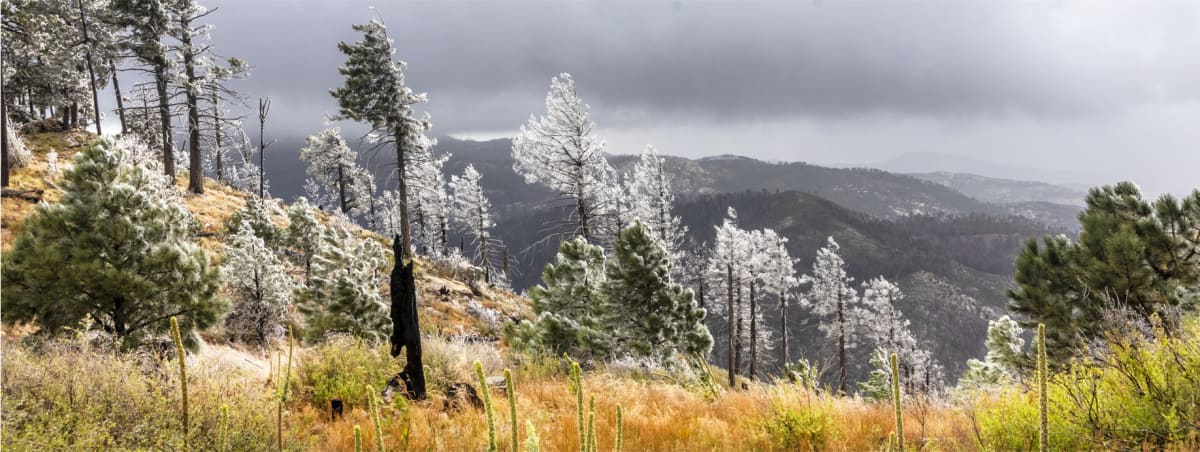Silver Leaves by Gregory E McKelvey 