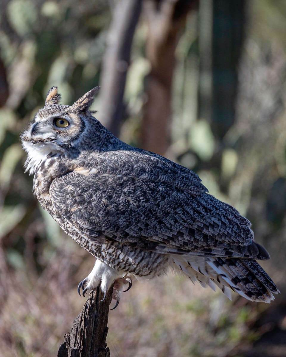 Great Horned Owl by Christopher Wesselman 
