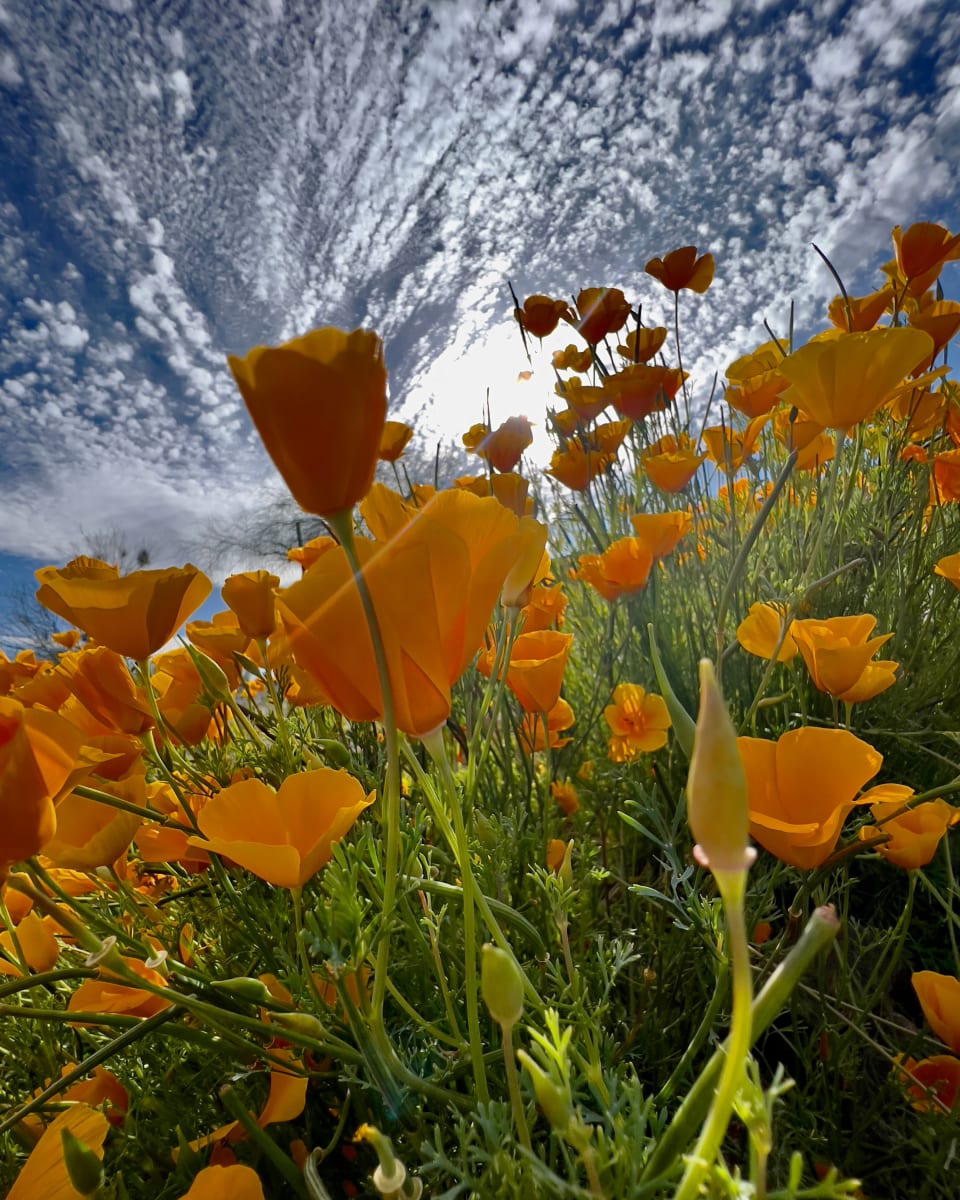 Poppin' Poppies by Enrique Aldana 