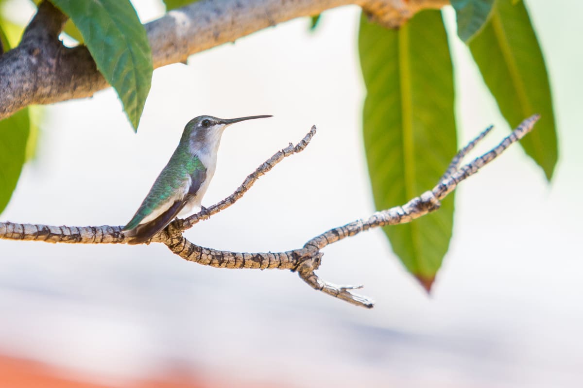 Anna’s Hummingbird in a Loquat Tree by Eric Suhm 