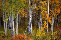 Fall's Peaceful Beauty by Susan Drew 