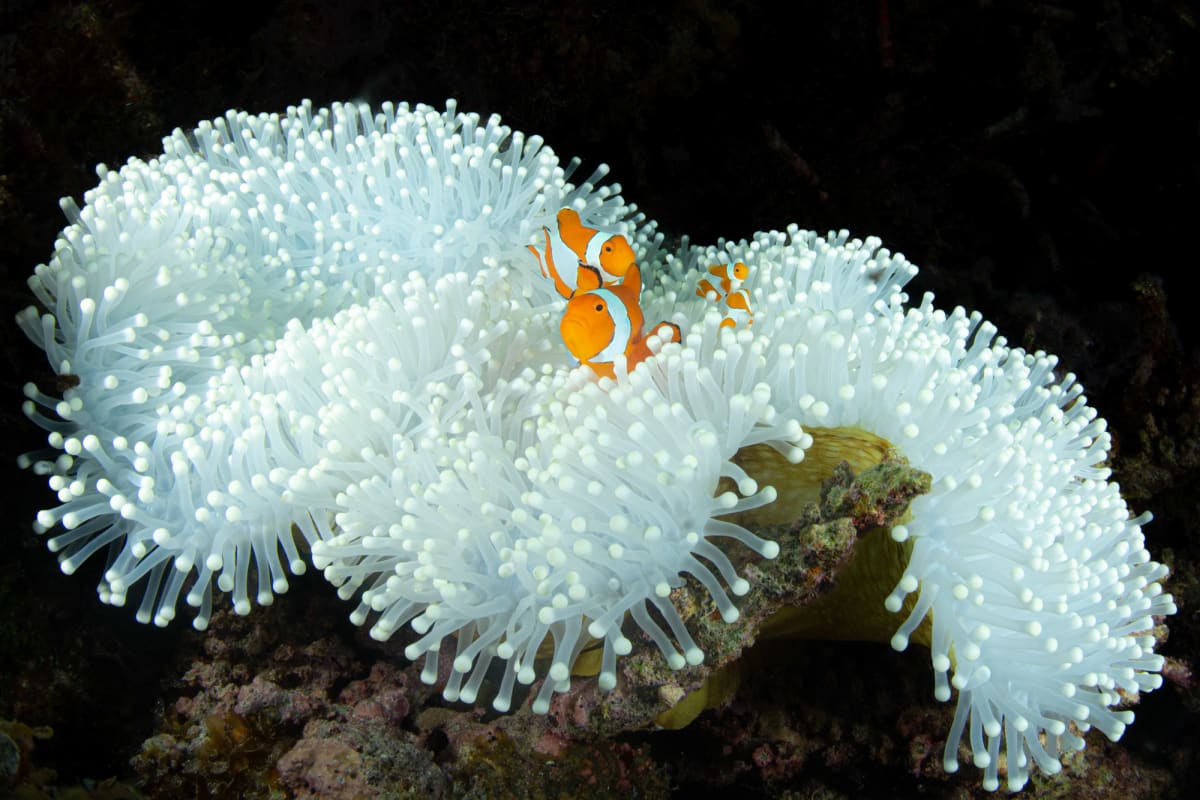 False Clown Anemonefish in Bleached Anemone, Raja Ampat, Indonesia by Kathy Krucker 