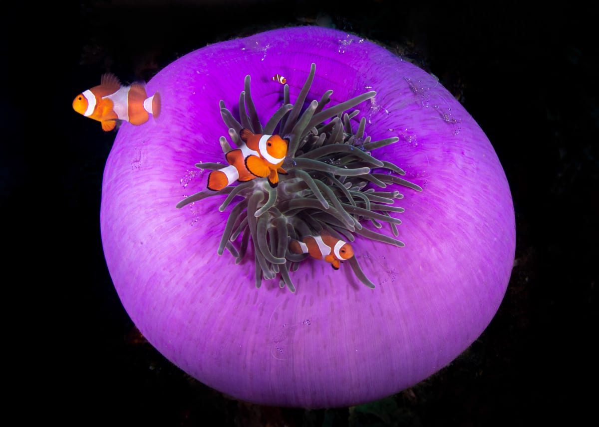 False Clown Anemonefish on Purple Sea Anemone, Raja Ampat, Indonesia by Kathy Krucker 