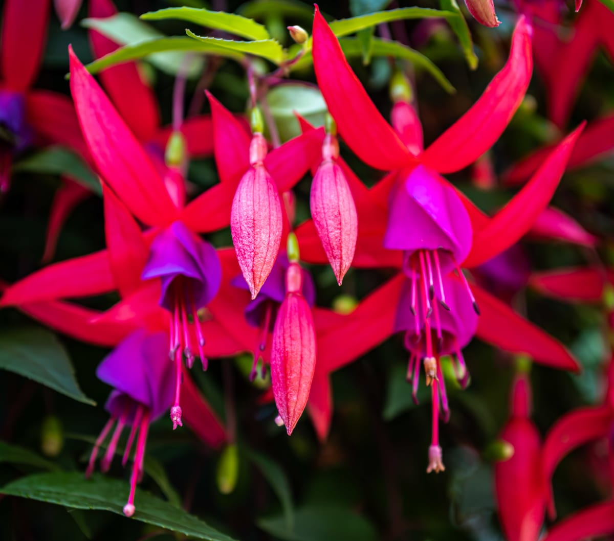 Fuchsia, Butchart Gardens by Gerald Goldberg, MD 