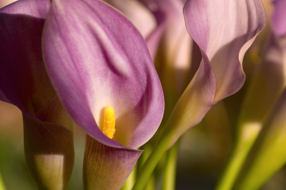 Purple Calla Lilies by Galen Evans 