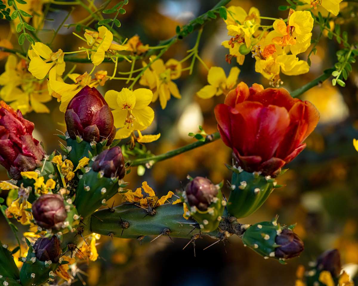 Cholla and Palo Verde Bloom, Tucson by Gerald Goldberg, MD 