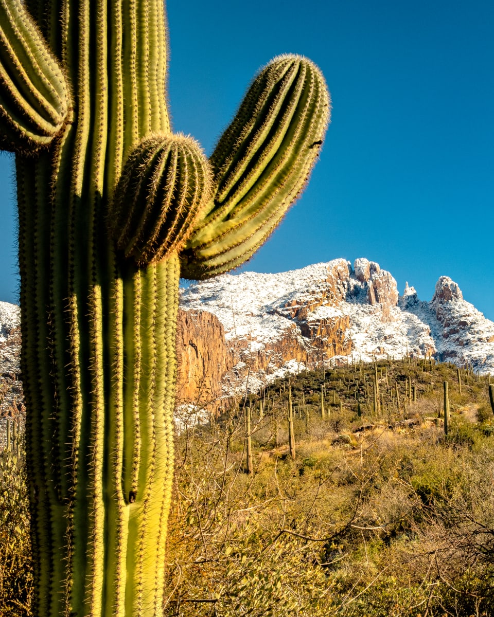 Saguaro in the Snowy Catalinas by Gerald Goldberg, MD 