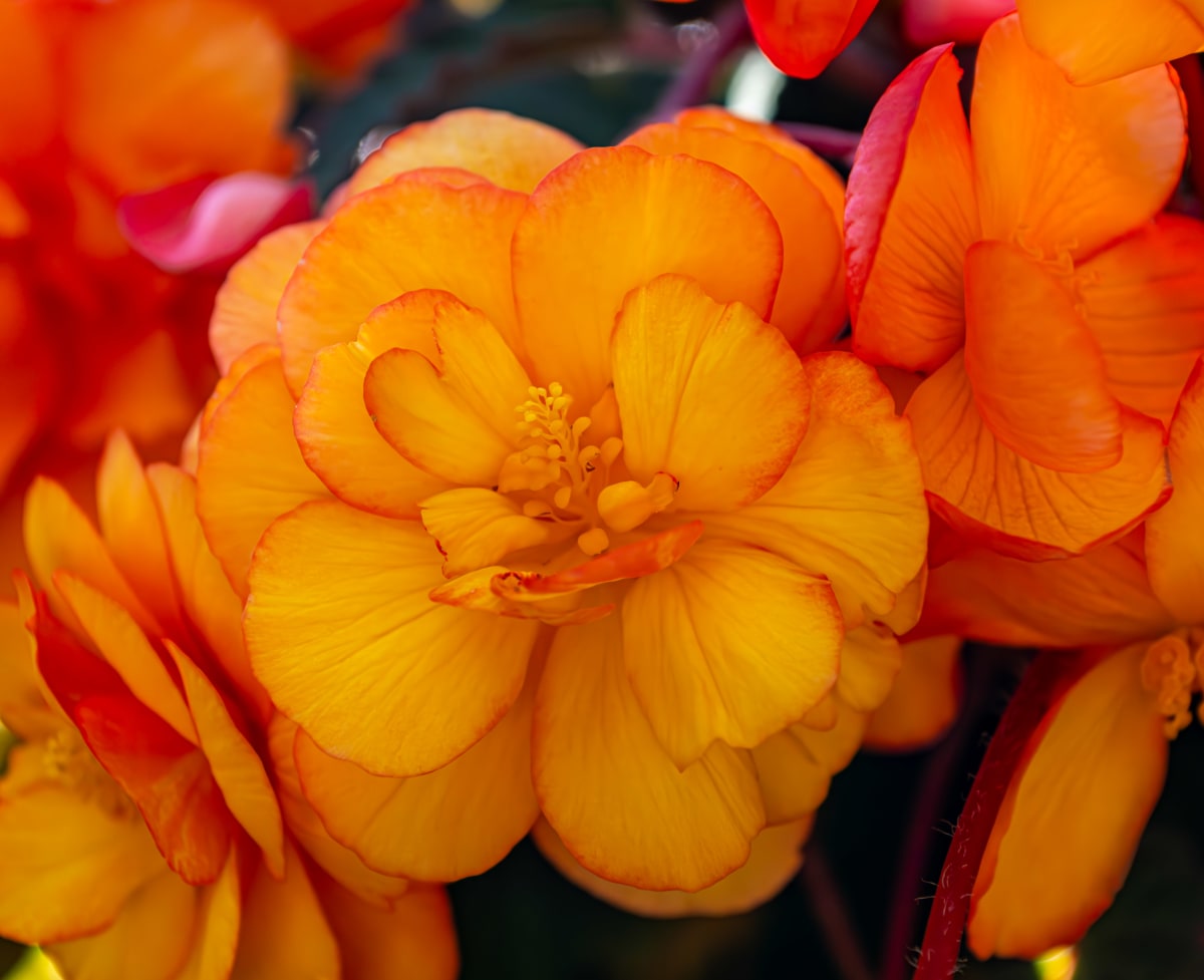 Golden Begonia, Butchart Gardens by Gerald Goldberg, MD 