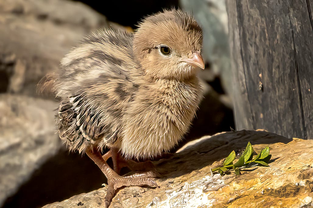 Baby Gamble Quail by Gregory E McKelvey 