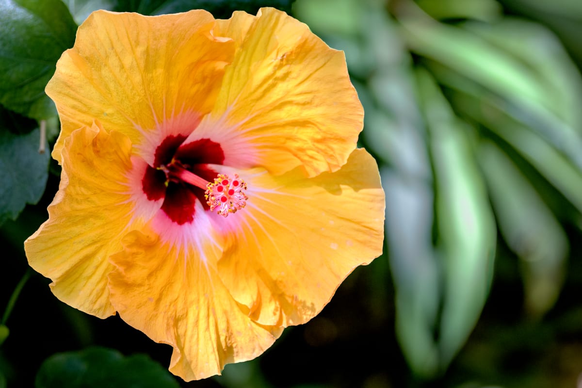 Hibiscus, Tucson Botanical Gardens by Gregory E McKelvey 