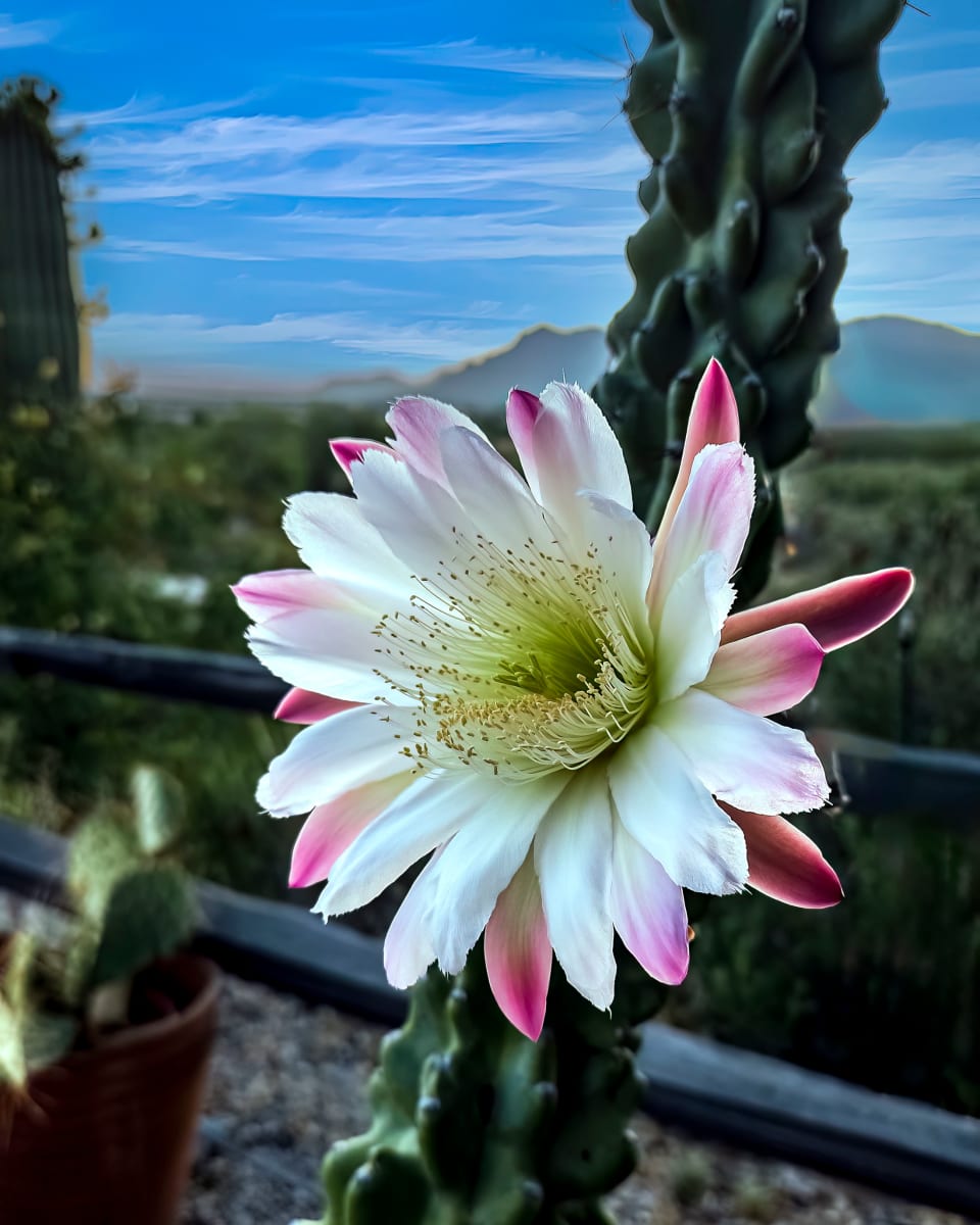 Queen of the Night Cactus by Gregory E McKelvey 