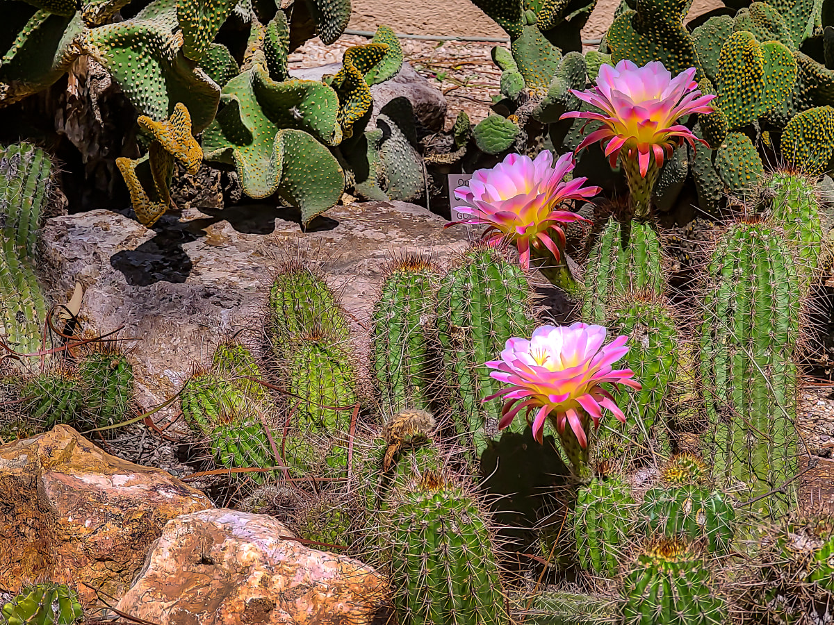 Tucson Botanical Gardens by Gregory E McKelvey 