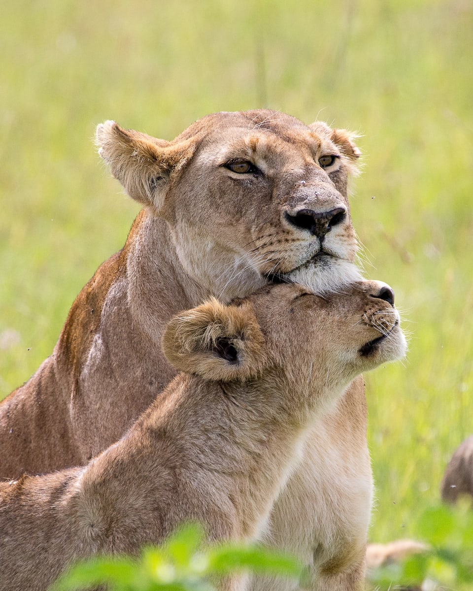 Mother's Love, East Africa by Larry Haas 