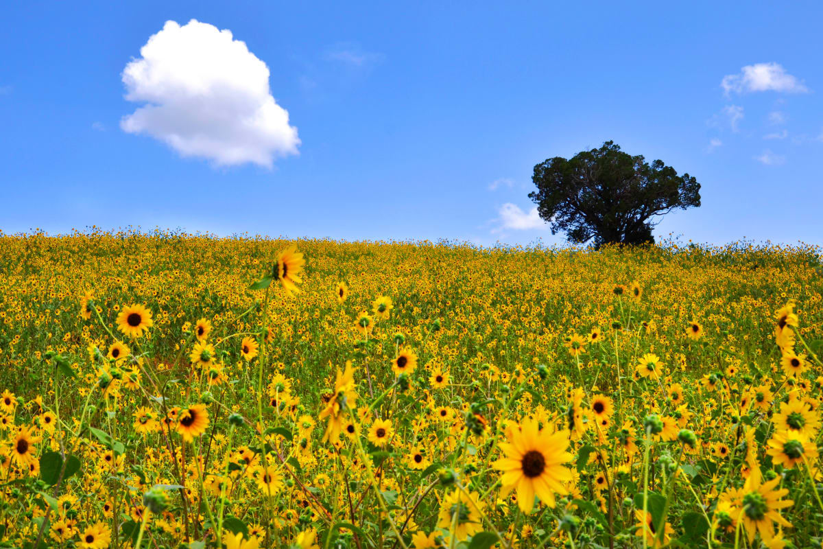 Monsoon Sunflowers by Harold Tretbar 