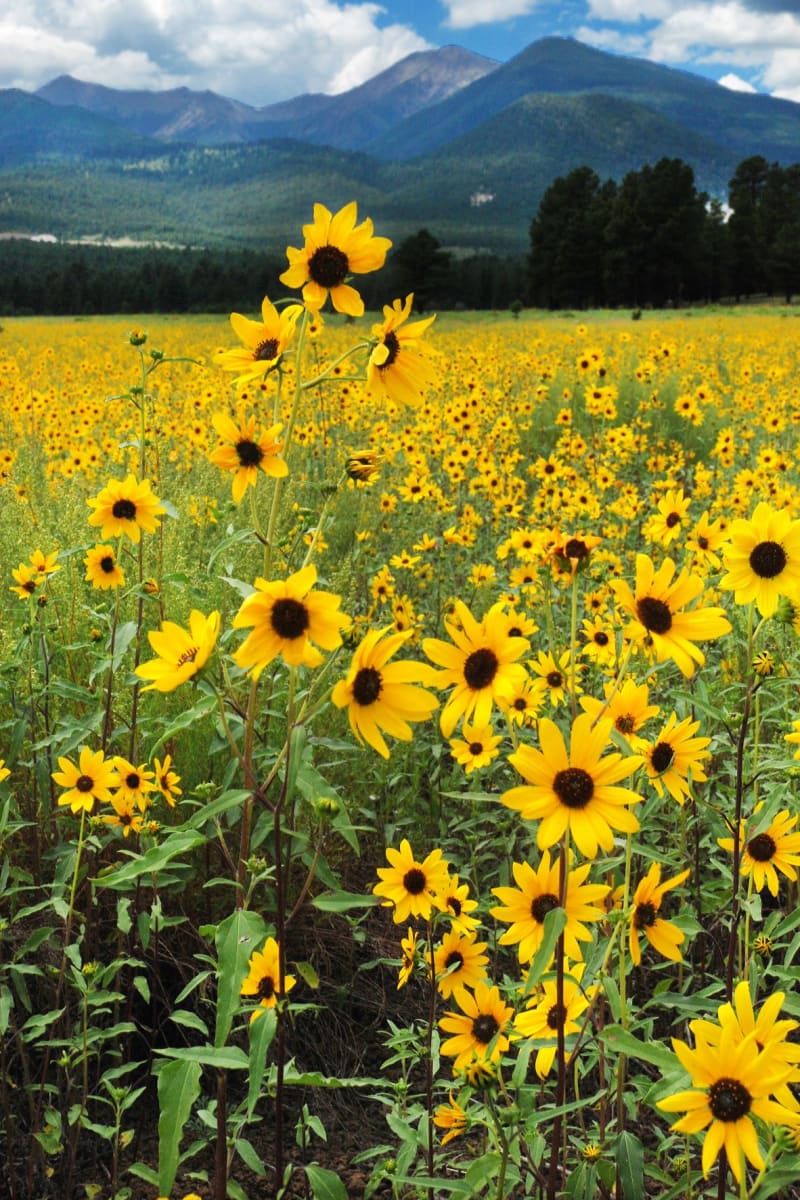 Monsoon Sunflowers 2 by Harold Tretbar 