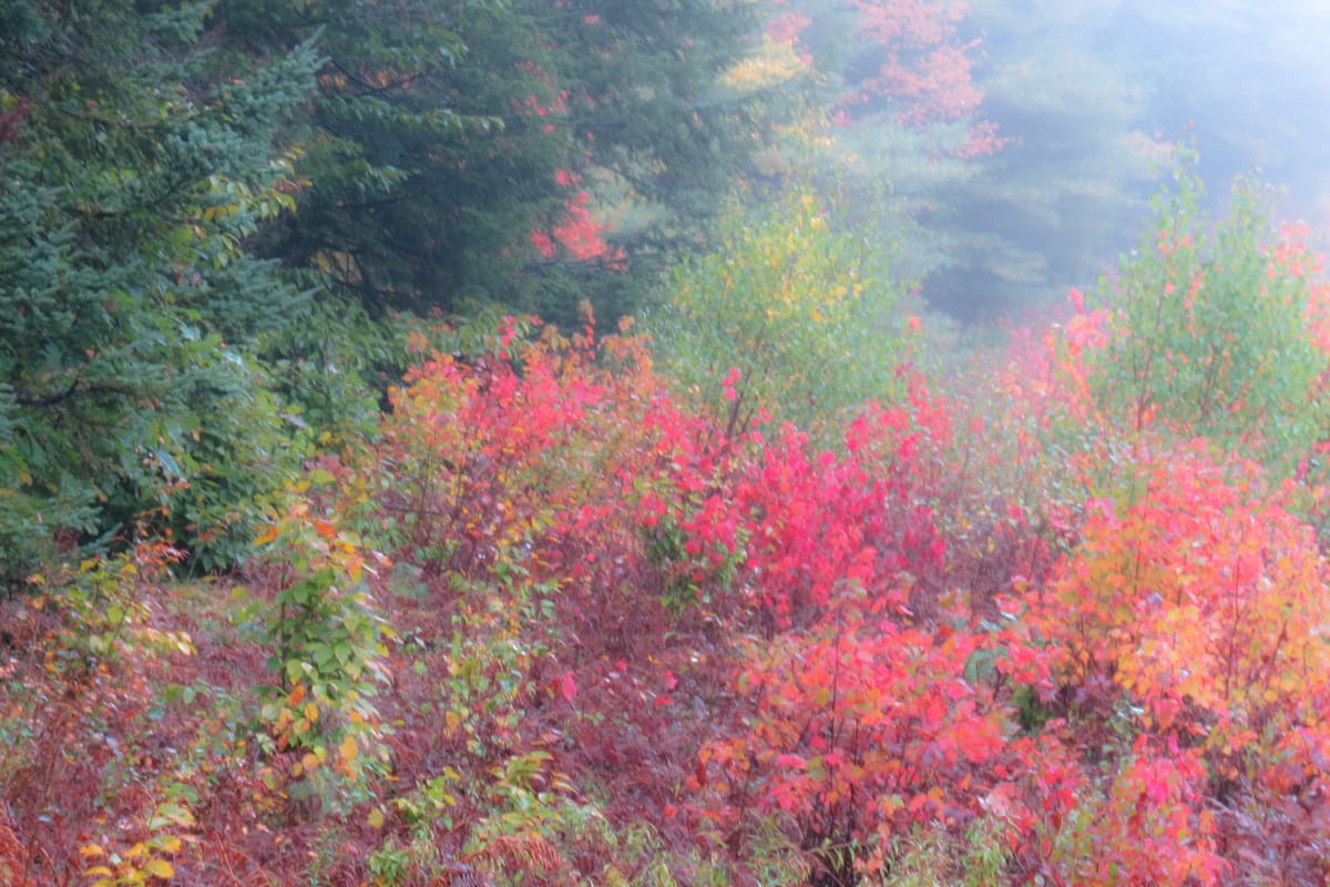 from Autumn series P2024009 by Sonja Van Buuren 