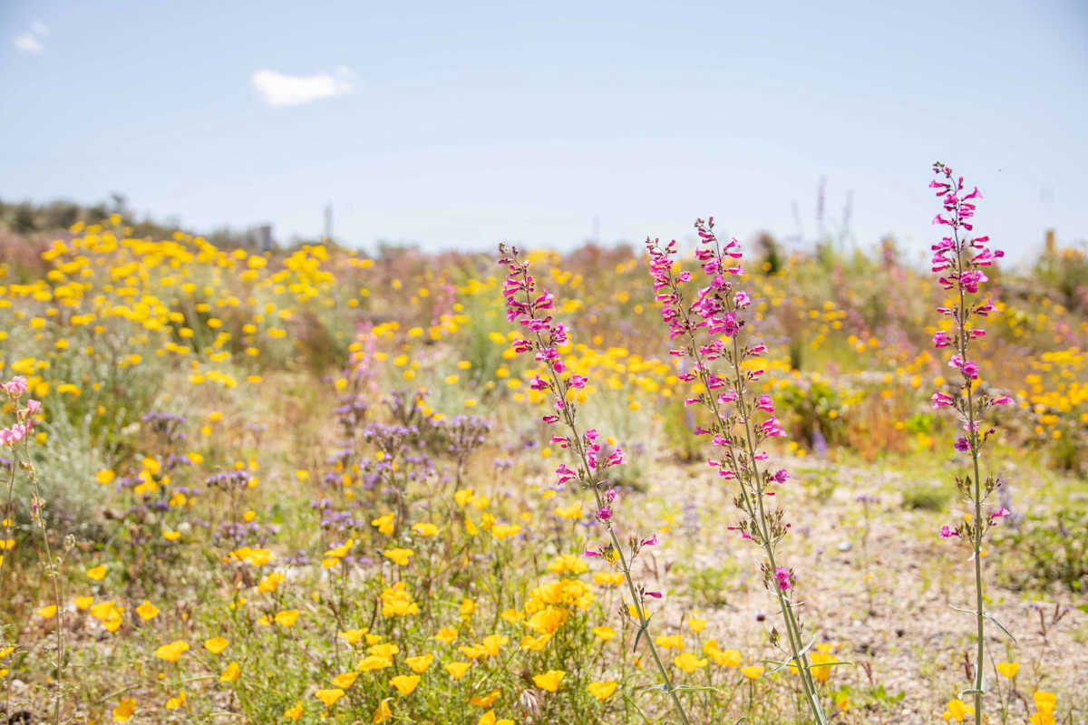 If a wildflower can bloom from even the harshest of foundations, so can you by Melinda Tichenor 