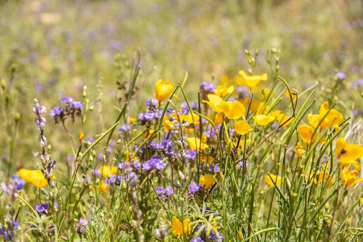 A flower blossoms for its own joy by Melinda Tichenor 