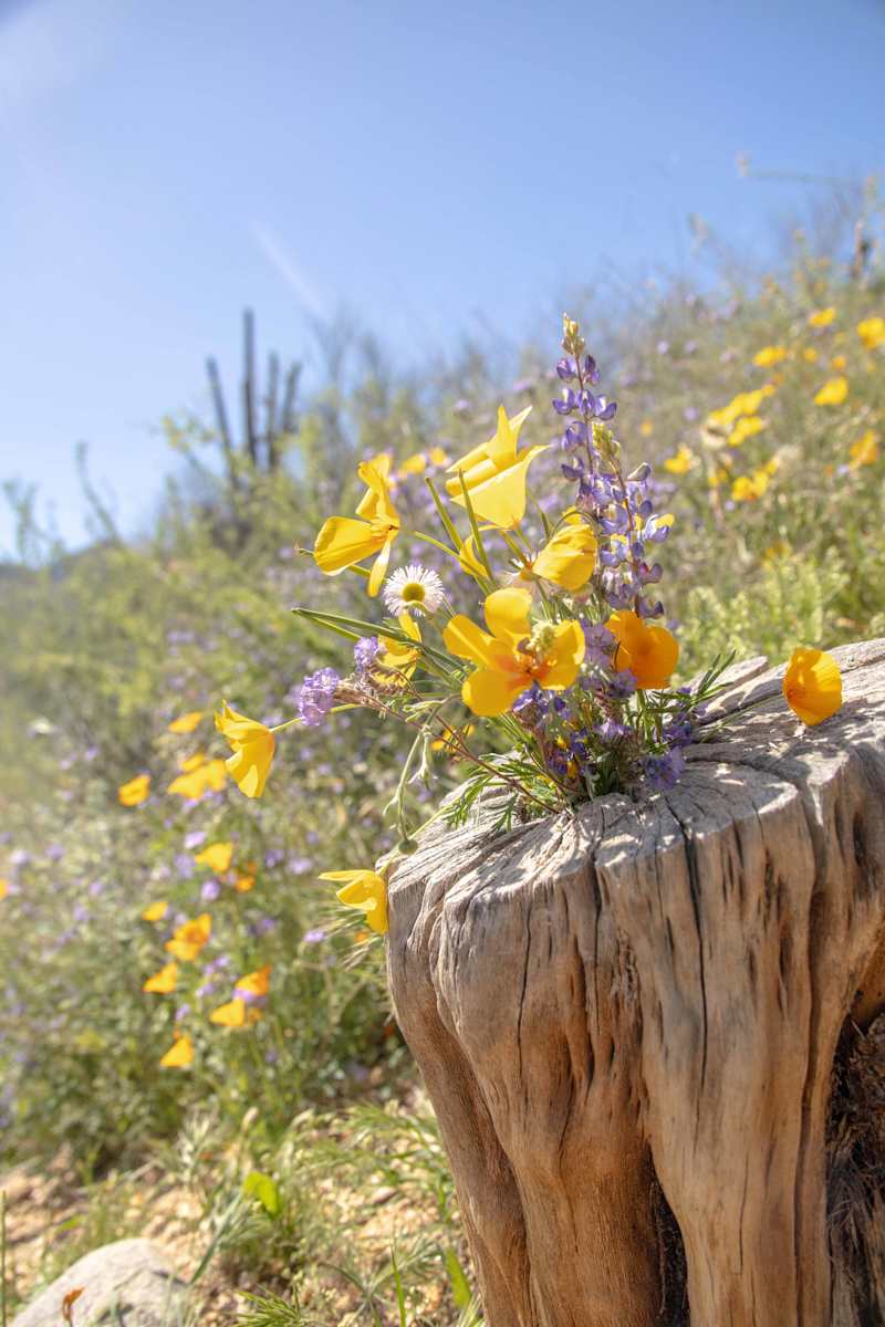 you gotta bloom where you’re planted by Melinda Tichenor 