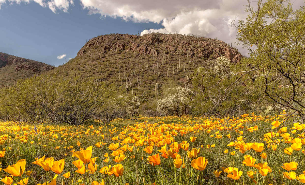 Spring Poppy's by Rhonda Royse 