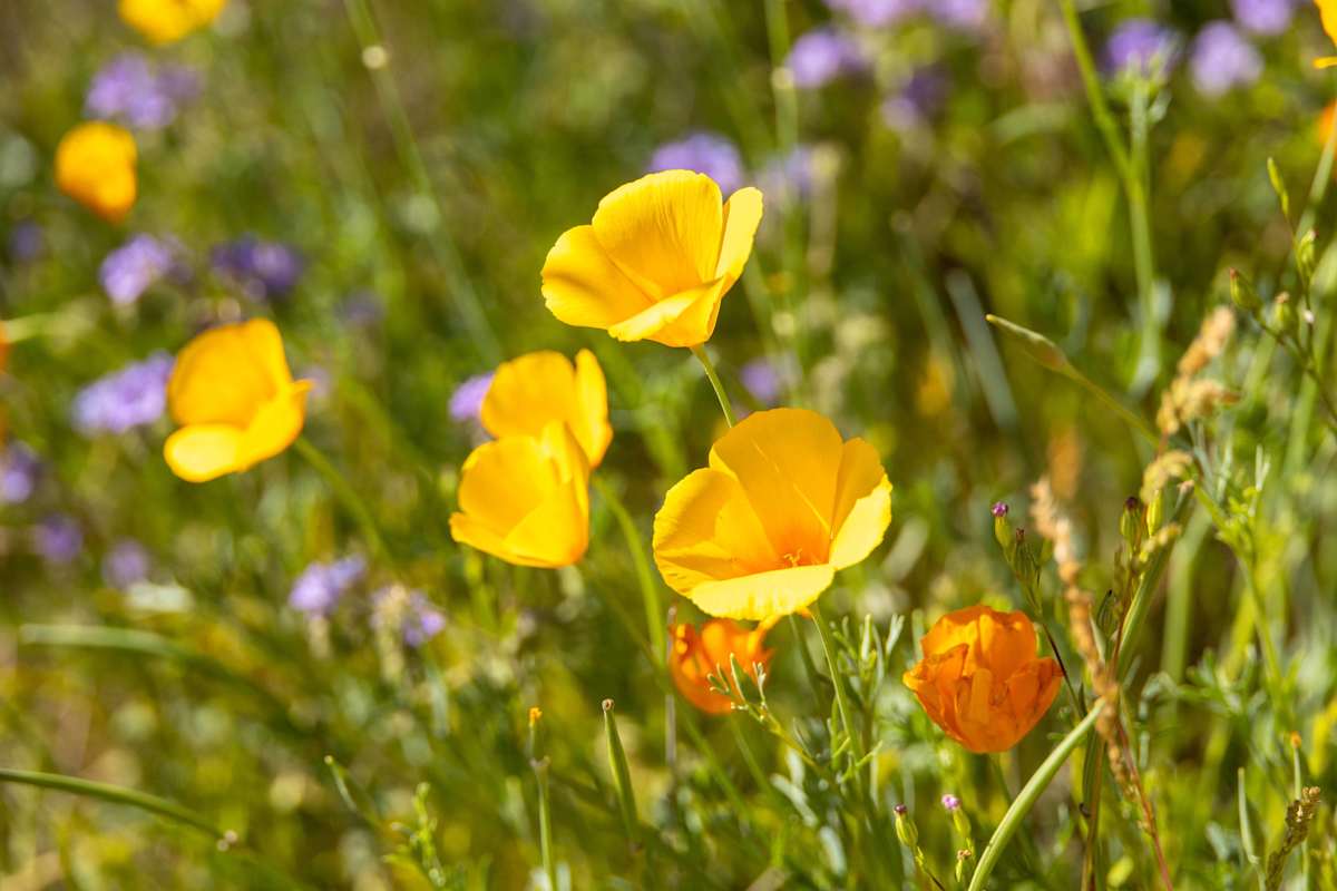 Every flower must grow through dirt by Melinda Tichenor 