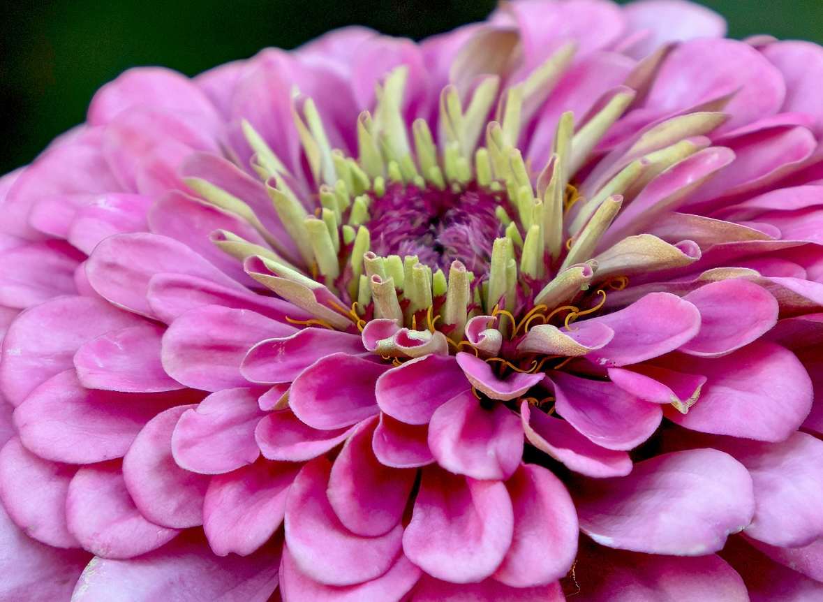 Blush Bloom by Rhonda Royse 