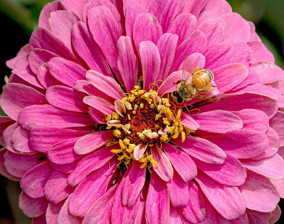 Buzzed in Bloom by Rhonda Royse, Image 1.