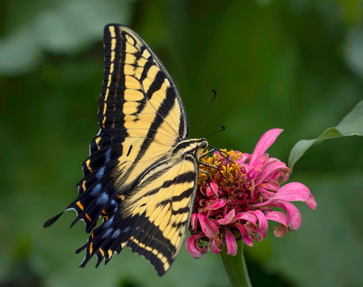 Zinnia Serenade by Rhonda Royse 