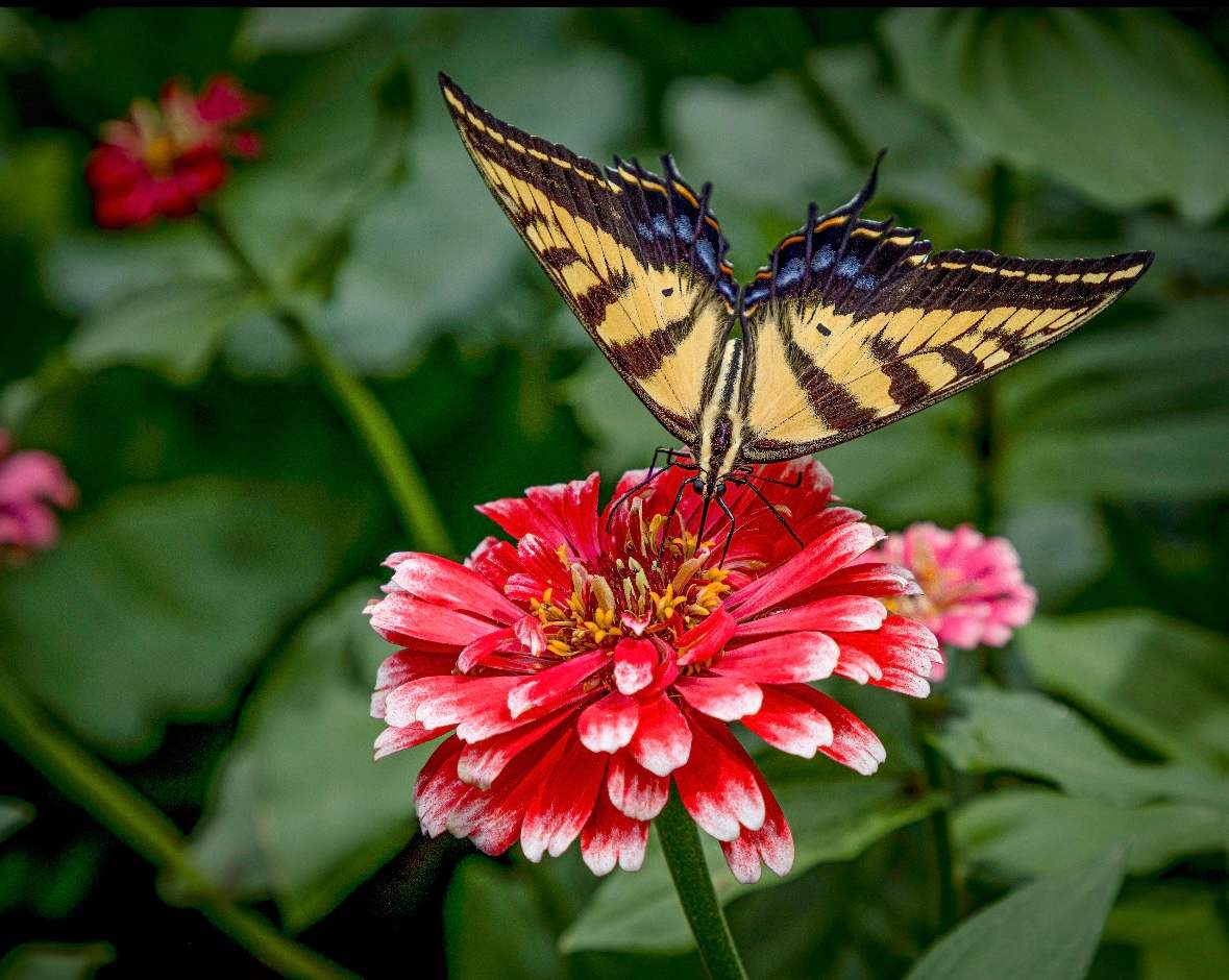 Floral Landing by Rhonda Royse, Image 1.