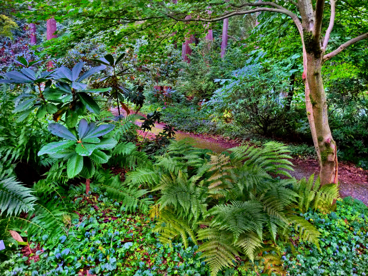 Forest Garden Path by Jerry Peek 