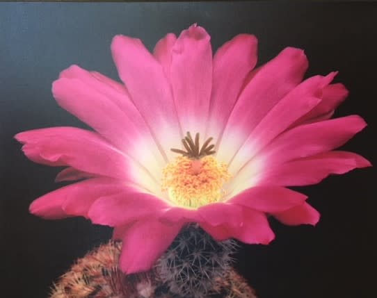 Desert Bloom by John P. Schaefer 