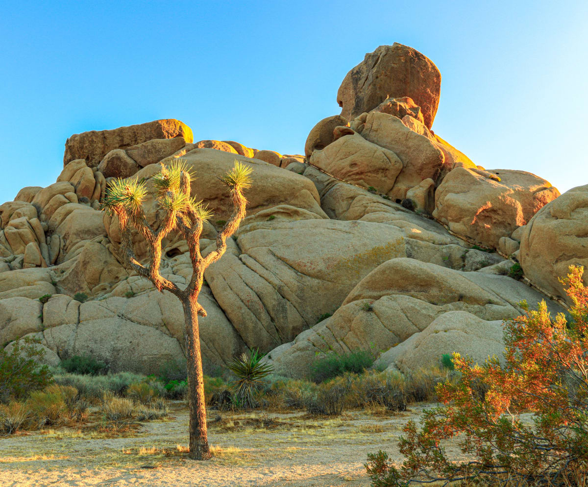 Joshua Tree I by James Root 