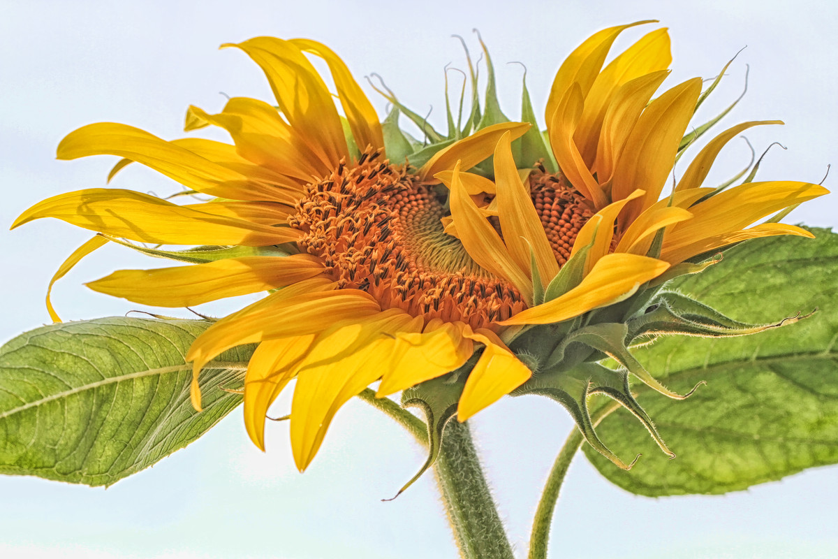 Sunflower 5275 by Kathy Shogren 