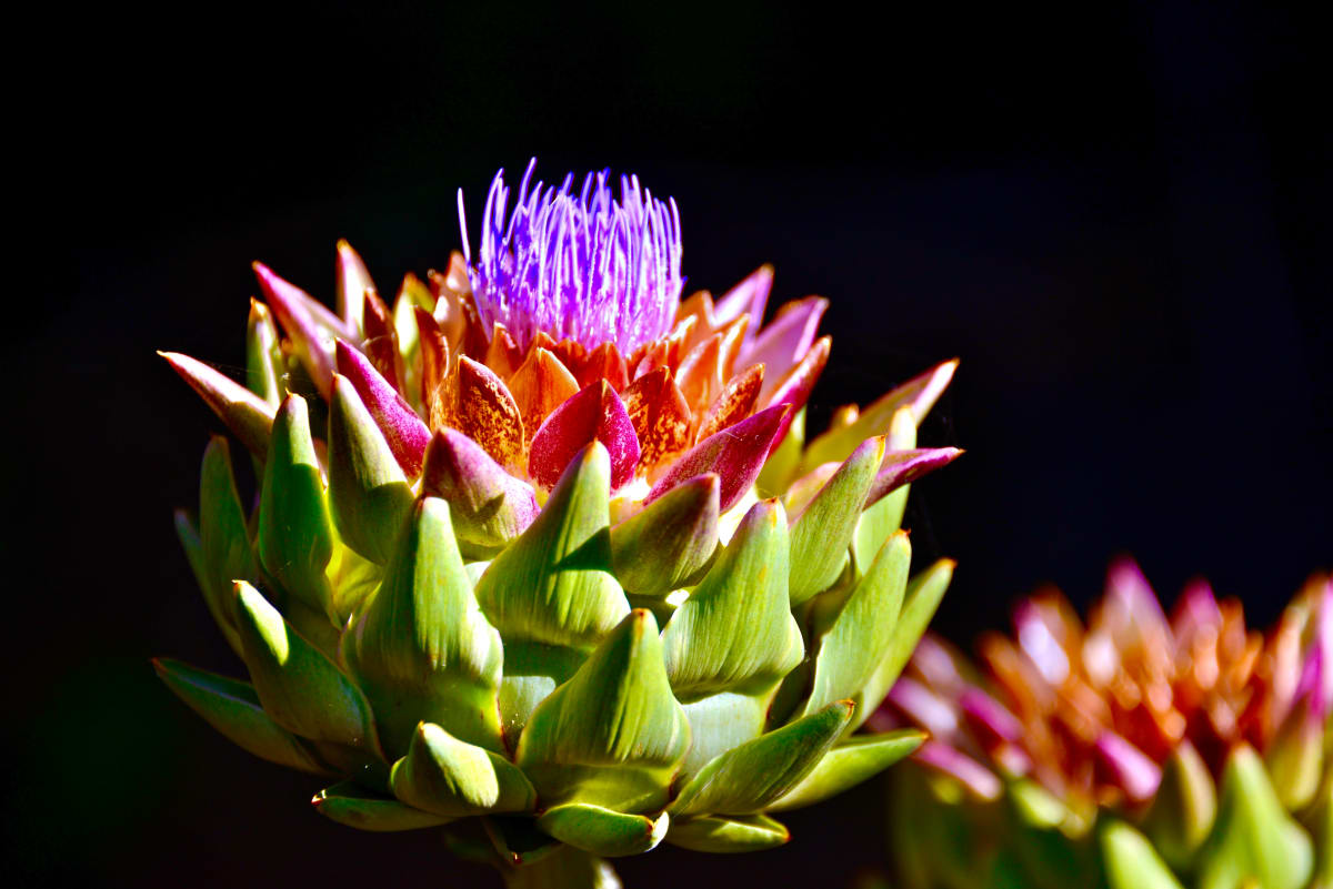 Artichoke Flower by Kent Safford 