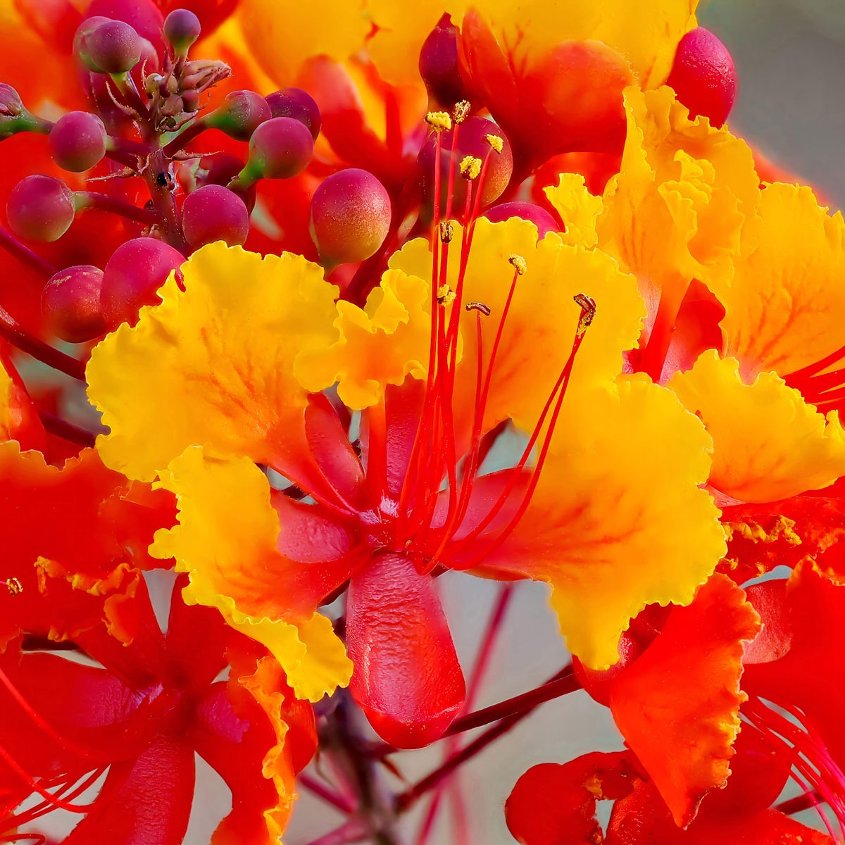 Mexican Bird of Paradise by Larry Haas 