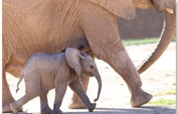 Nandi and Semba, Reid Park Zoo by Leslie Leathers 