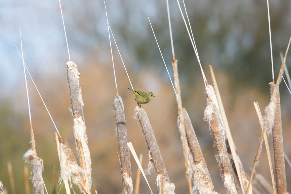 Orange-Crowned Warbler by Leslie Leathers 