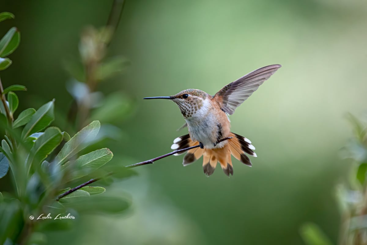 Rufous Hummingbird by Leslie Leathers 