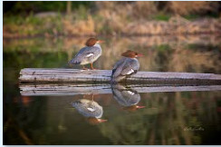 Common Meganser, Female (La Cebadilla Lake, Tucson) by Leslie Leathers 