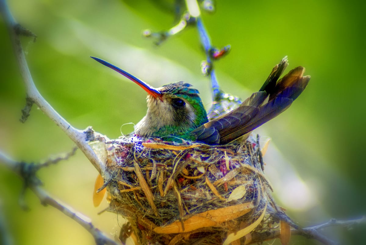 Sittin' Pretty by Marianne Leis 