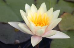 Waterlily by Leslie Leathers 