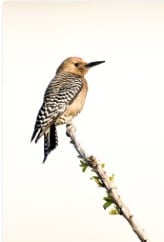Gila Woodpecker by Leslie Leathers 